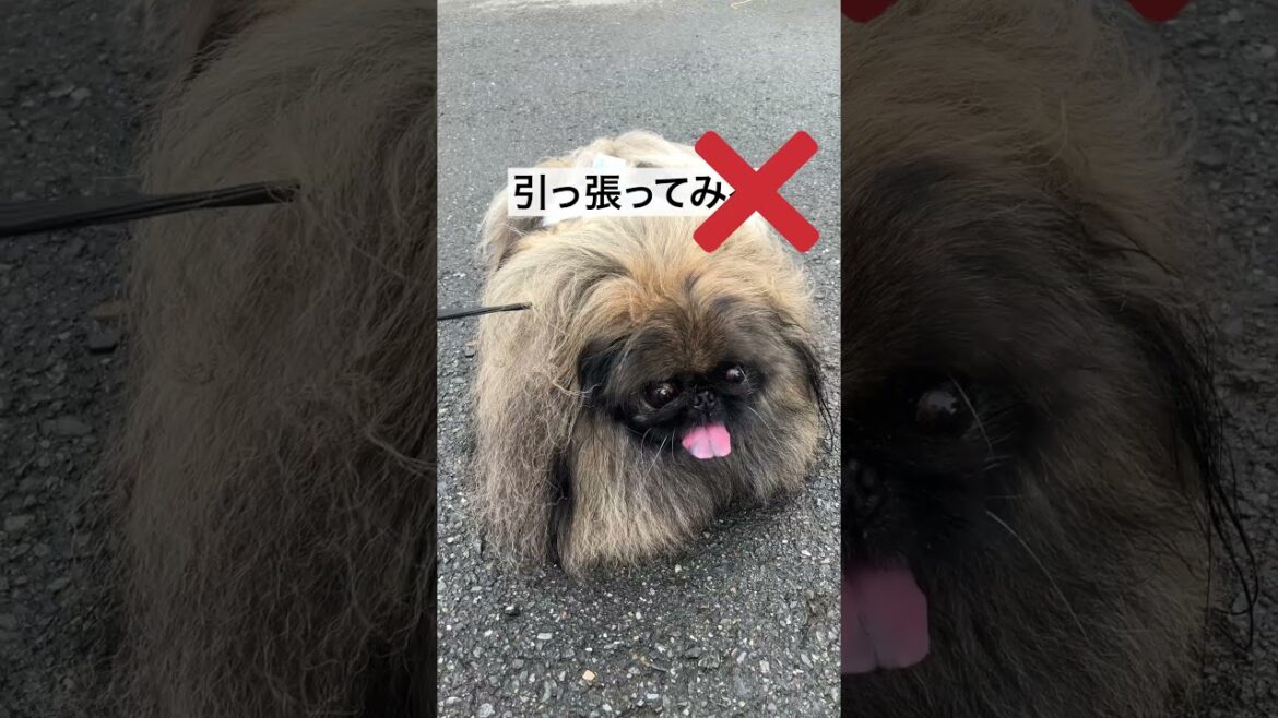 ここで休むと決めたペキニーズの頑固さ