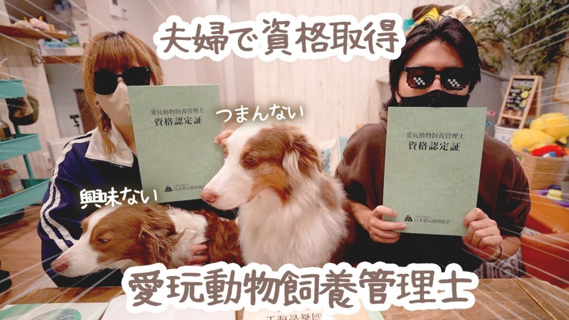 夫婦で愛玩動物飼養管理士の資格をしました🐾【ボーダーコリー・オーストラリアンシェパード】