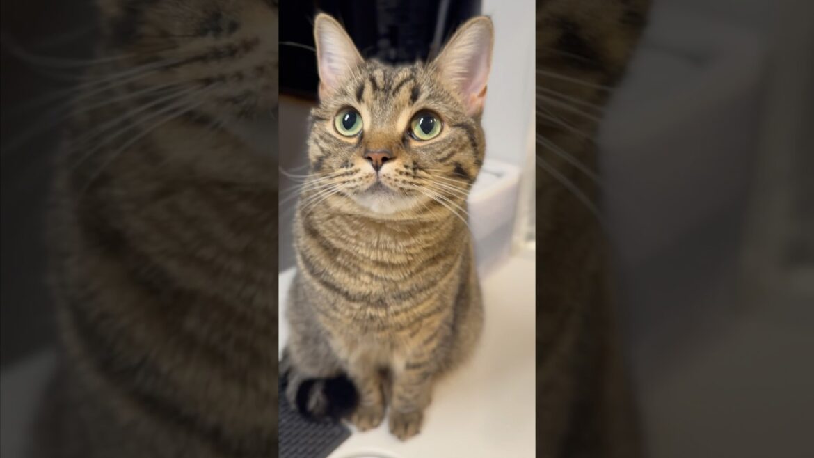 パパをつけ回す猫達が可愛すぎる!! #shorts #猫 #cat
