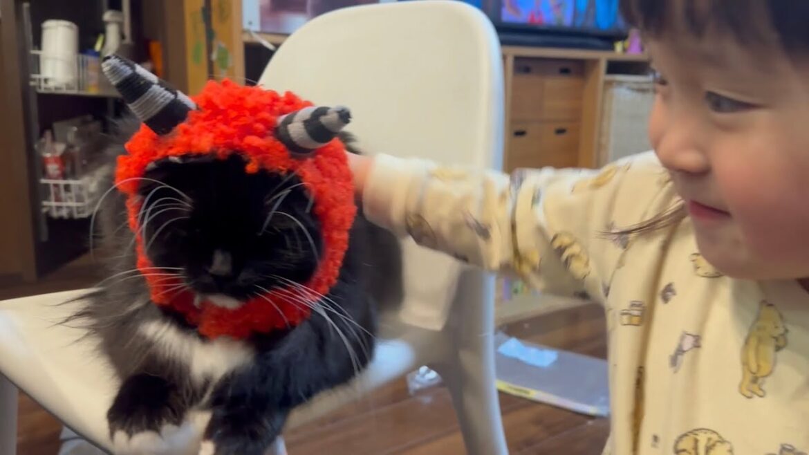 節分でソワソワ鬼になった猫と無反応な猫　ラガマフィン　サイベリアンThe cat has become a fidgety demon. Ragamuffin. Siberian