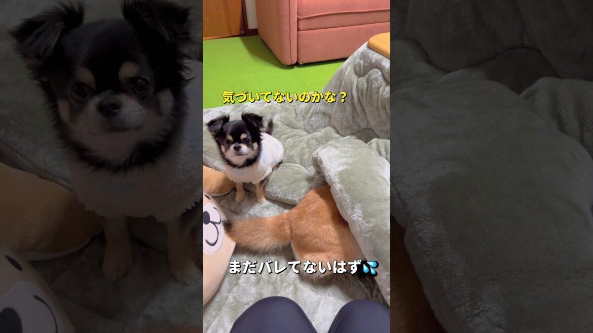 バレてますよ😂#柴犬 #チワワ #shorts