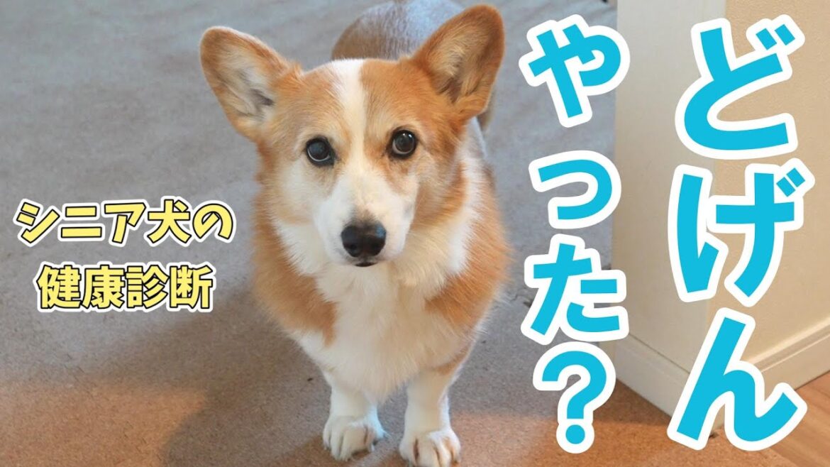 11歳シニア犬血液検査の結果