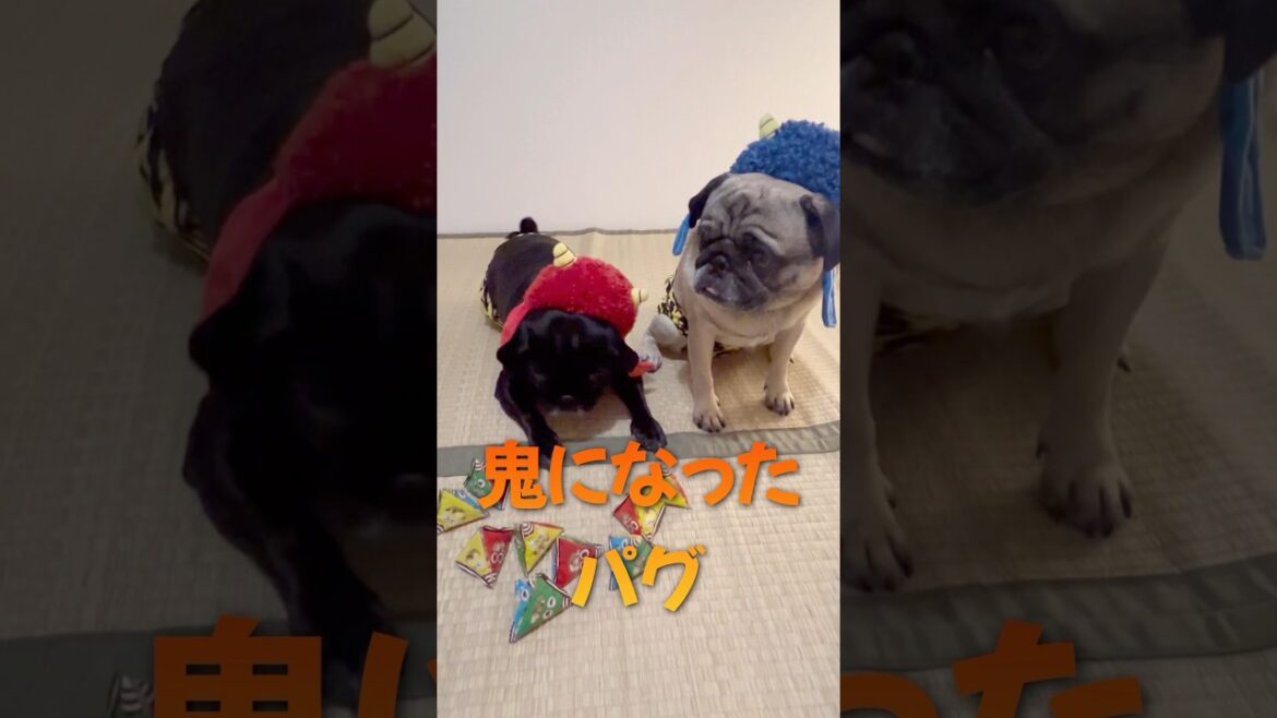 鬼になったパグ#shorts #pug #pug #パグ #癒し #いやし #犬のいる生活 #節分 #モンティラパグパグ
