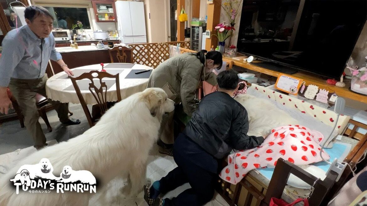 ルンルンに何してるの？獣医さんの治療がとても気になるアランです　Great Pyrenees　グレートピレニーズ