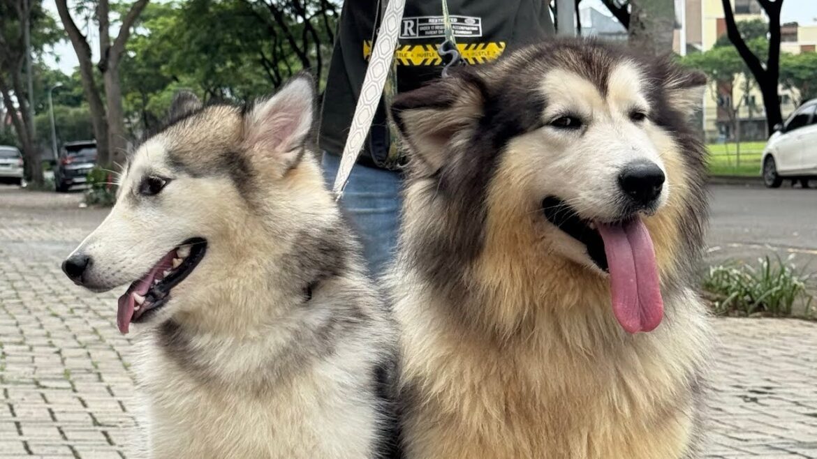 Luna Dan Chun Lie Marahan