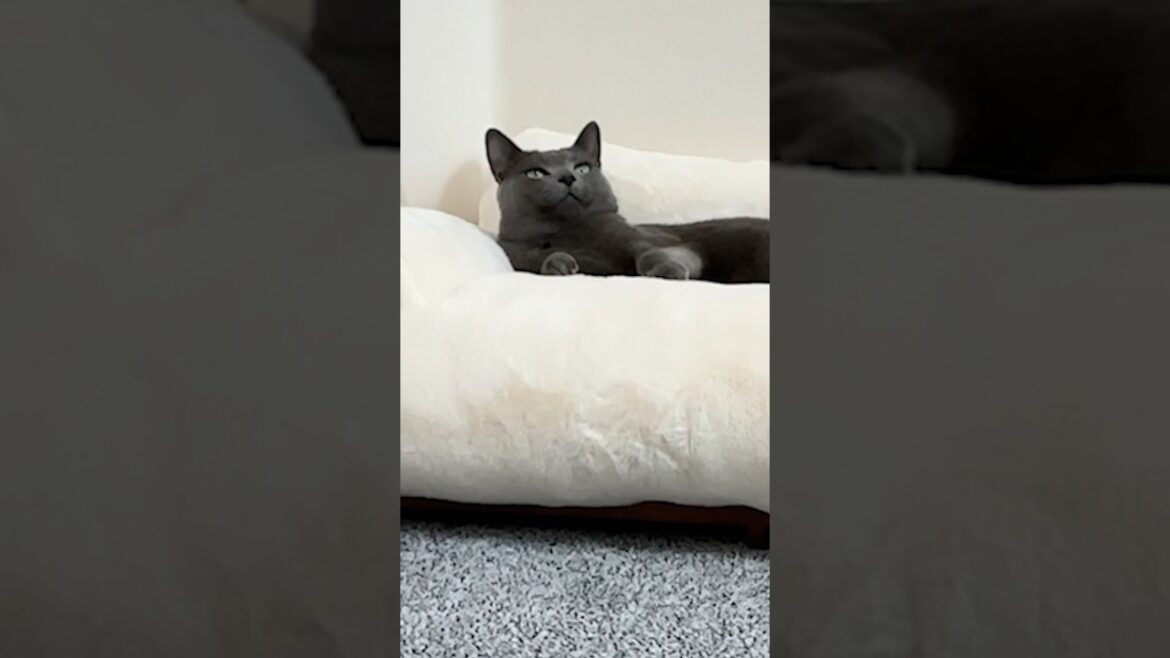 신나게 놀고 싶은 고양이 드디어 움직이는데...#cat