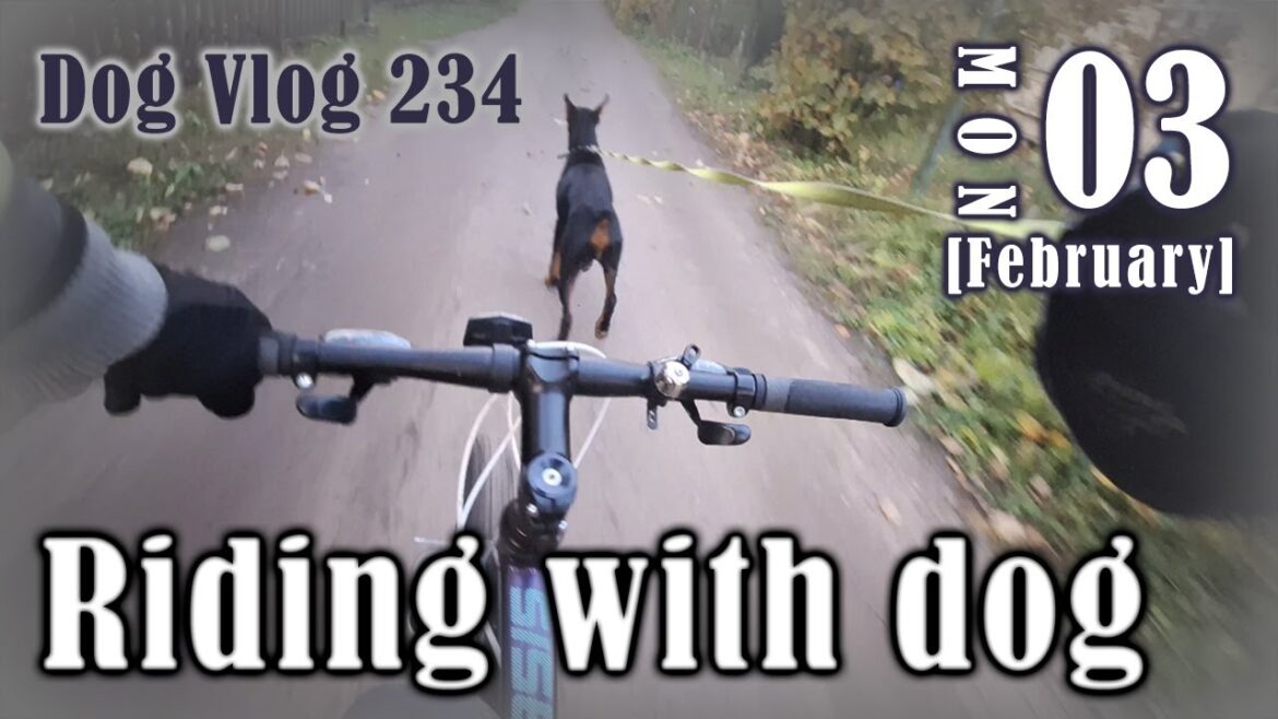 Riding mountain bike with doberman dog