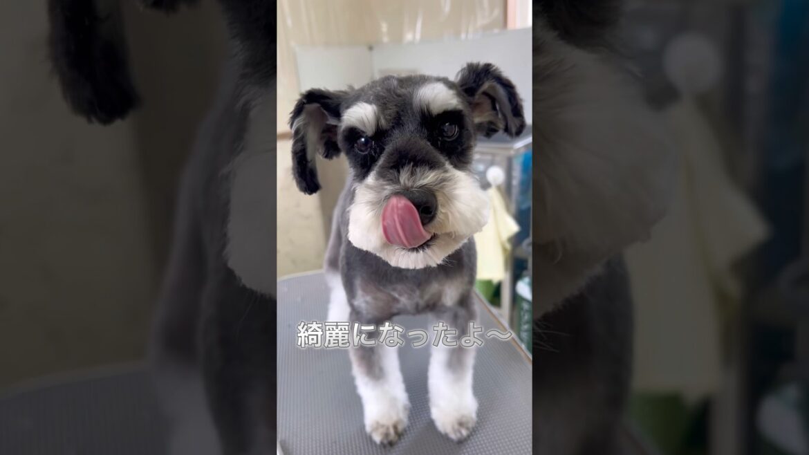 シュナウザーのトリミング　＃シュナウザー　＃トリミング　＃今日のわんこ