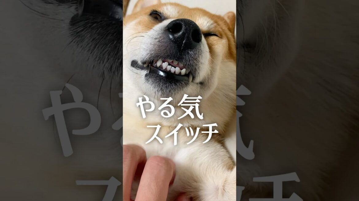 柴犬のやる気スイッチ押さないで #犬  #柴犬　#柴犬のいる暮らし
