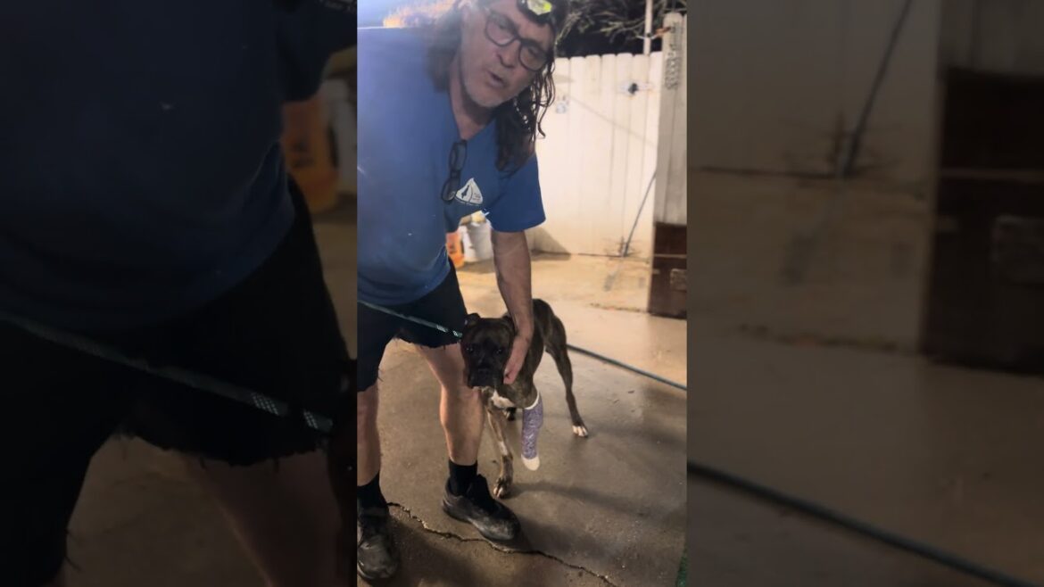 Emaciated Boxer Endured Horrific Cruelty: Shot, Abandoned, and Left to Suffer on...[UPDATE BELOW]