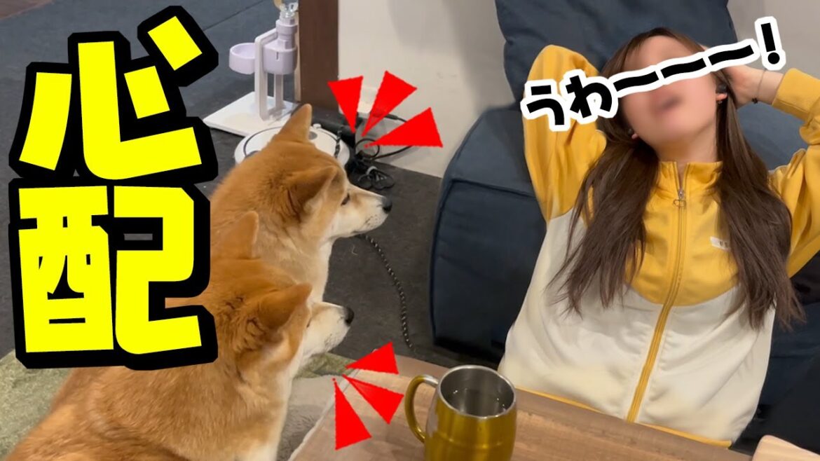 突然、情緒不安定で叫ぶ娘を心配し寄り添う柴犬姉妹が愛おしい