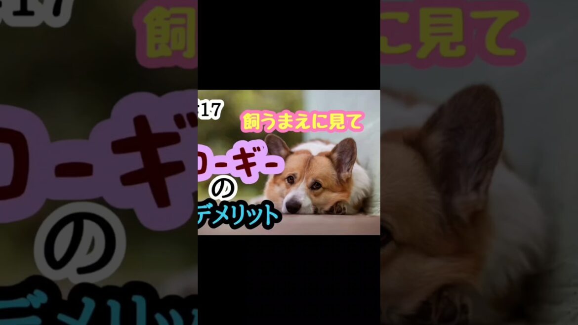 ＃17飼うまえに見て‼️コーギーのデメリット