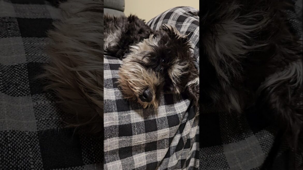 Miniature Schnauzer Relaxing on Couch Miniature Schnauzer Relaxing on Couch