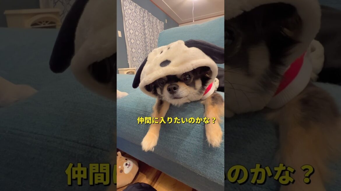 寒さをのりきるぞっ🐶🐶‼️#柴犬 #チワワ #shorts
