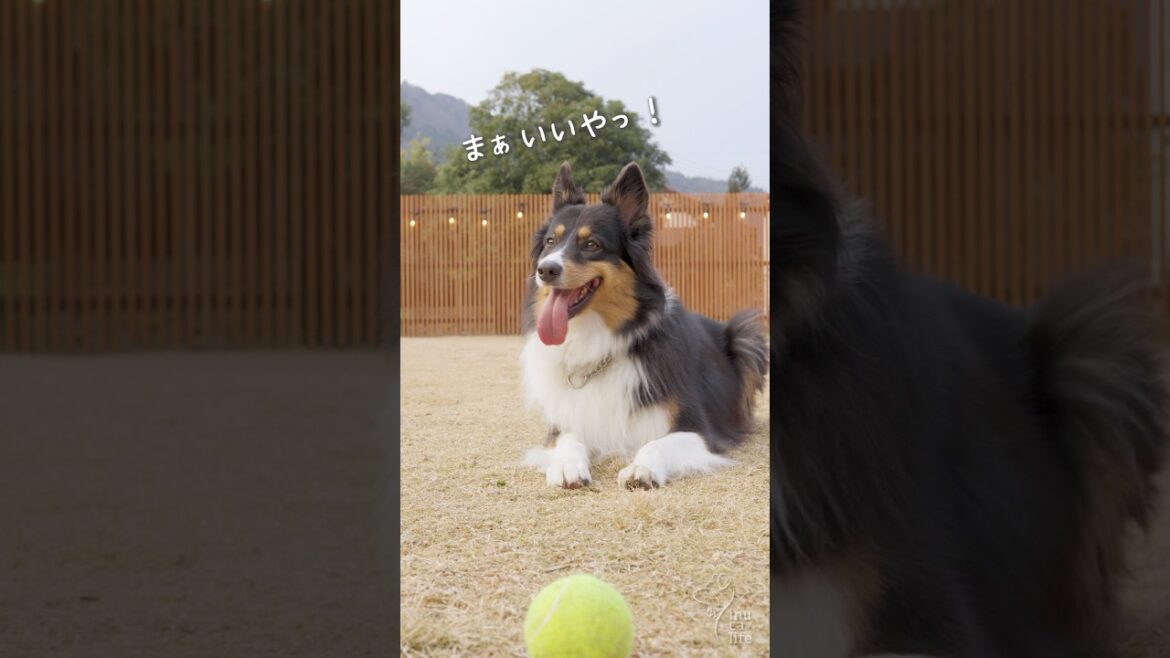 お庭が大好きなオゥシーの表情が可愛い　#オーストラリアンシェパード #dog #犬