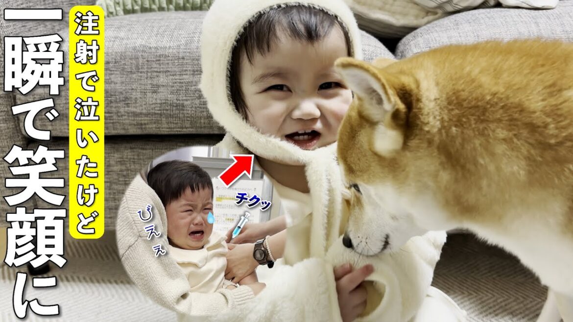 注射でギャン泣きした1歳児…柴犬と再会したら笑顔が爆発！