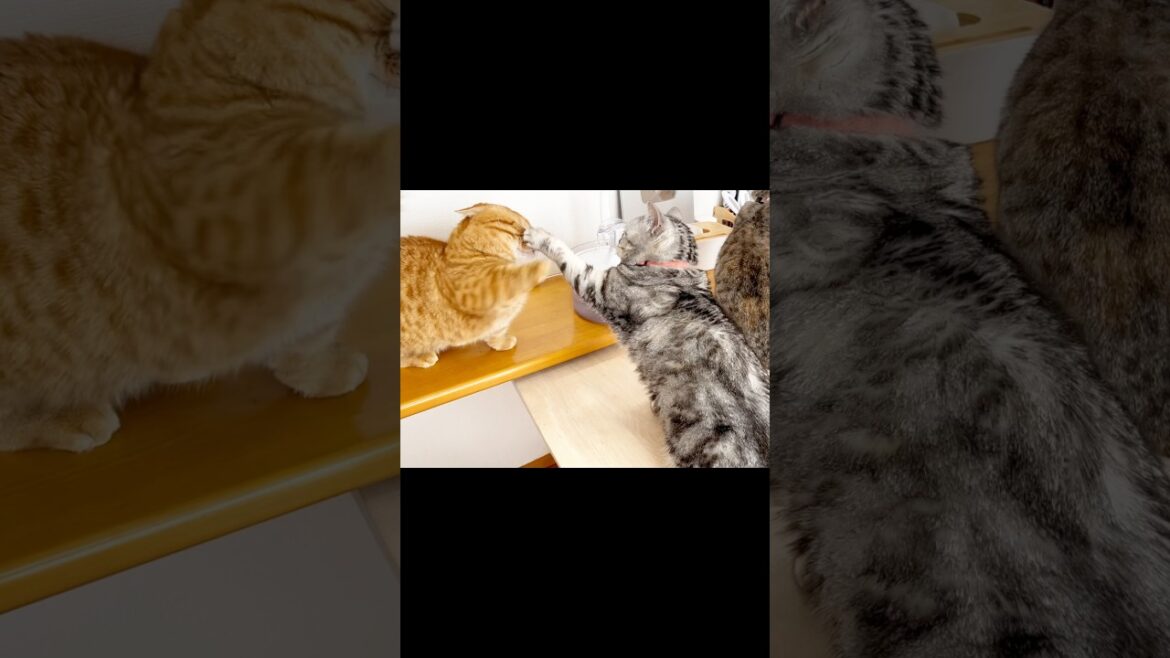 ぽちゃくんに対しては優しいパンチしかしないあいちゃん #猫 #マンチカン #shorts