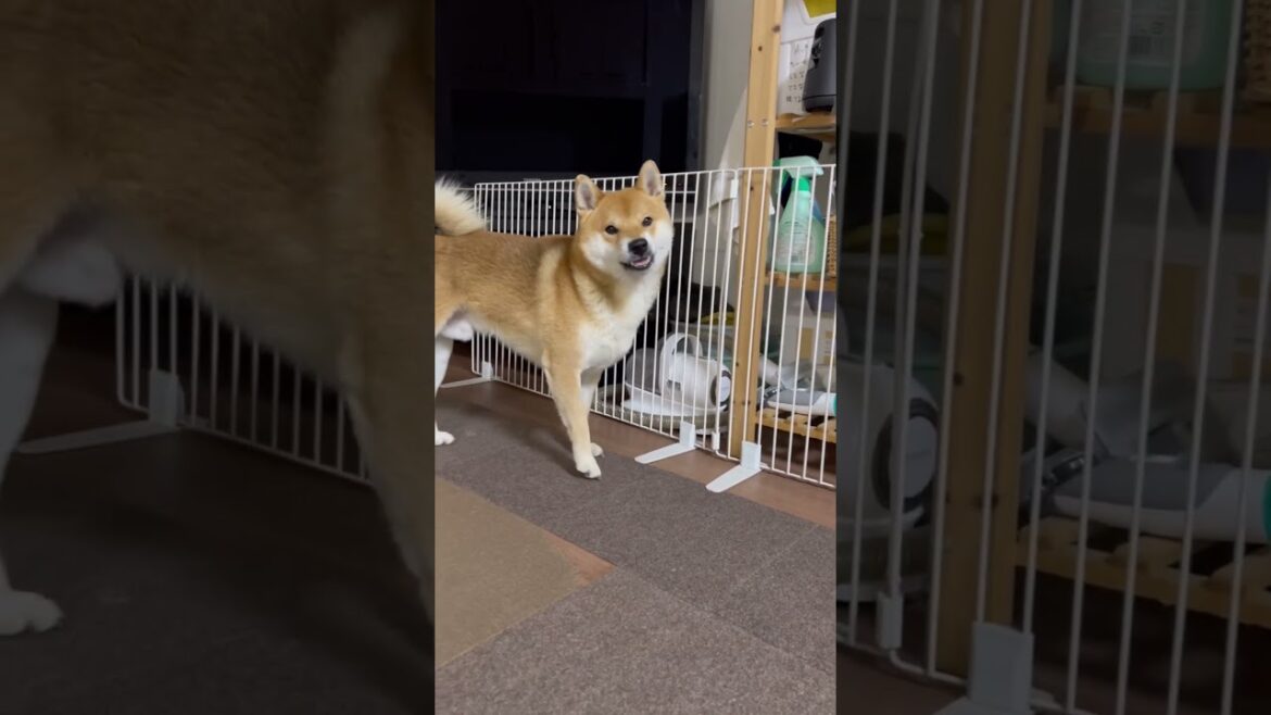 コメディ『アン』、、、クリア🤣　#柴犬　#柴犬とん