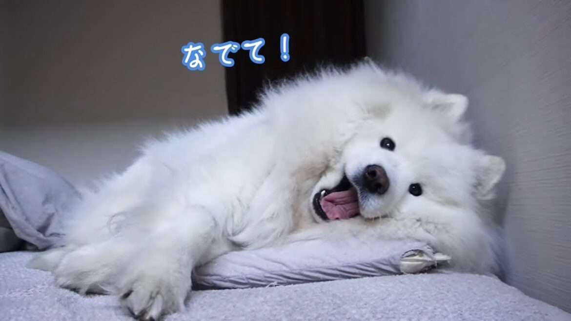 超絶甘えん坊のサモエド犬が可愛すぎる 超絶甘えん坊のサモエド犬が可愛すぎる