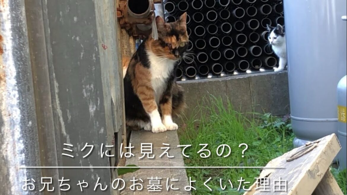 ミクには見えてる？亡くなったお兄ちゃんのお墓によくいた理由は？🙂