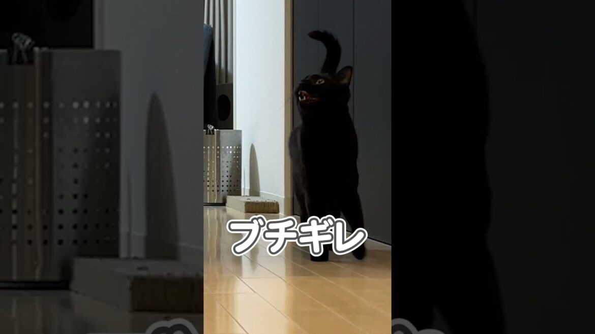 猫に内緒で、そ〜っと隠れてみた結果… 猫に内緒で、そ〜っと隠れてみた結果…