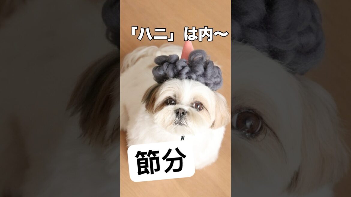 【シーズー】節分のコスプレしたら似合いすぎてメロメロになりました #シーズー #shihtzu #節分