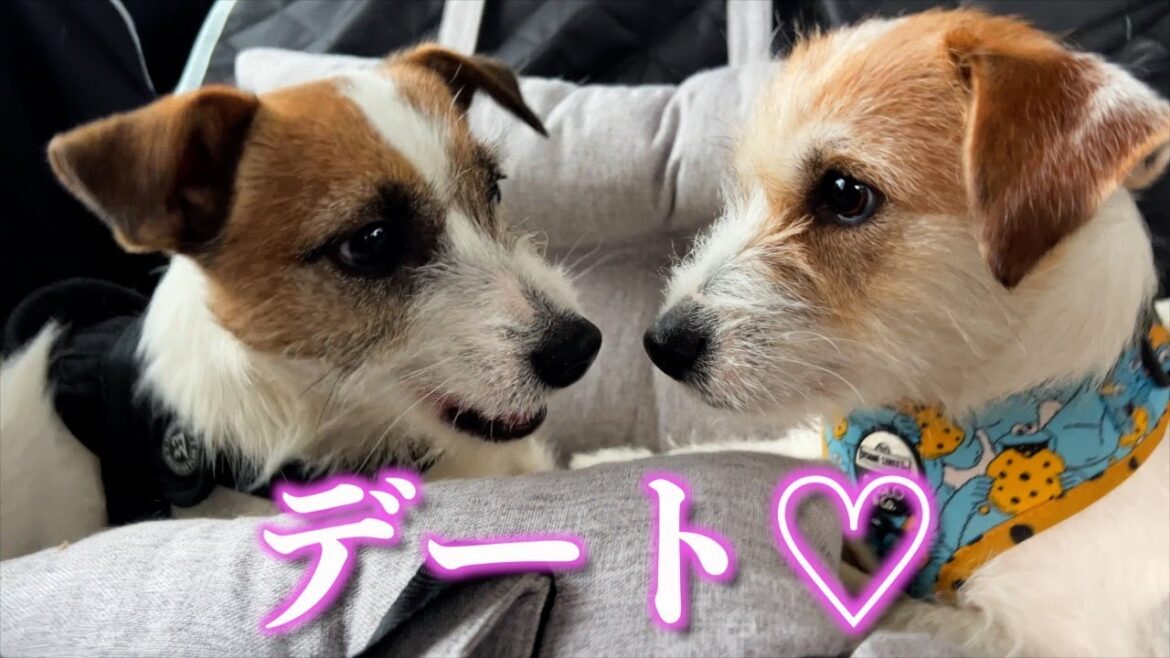 【デート】彼女の愛が重すぎて痴話喧嘩を始める犬たち/ジャックラッセルテリア