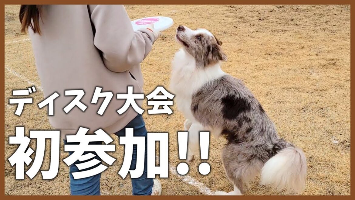 初参加の大会で自分が変わりました！【ボーダーコリー】