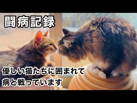 【ご報告】レオンは優しい家猫たちに囲まれて病と懸命に闘っています 【ご報告】レオンは優しい家猫たちに囲まれて病と懸命に闘っています