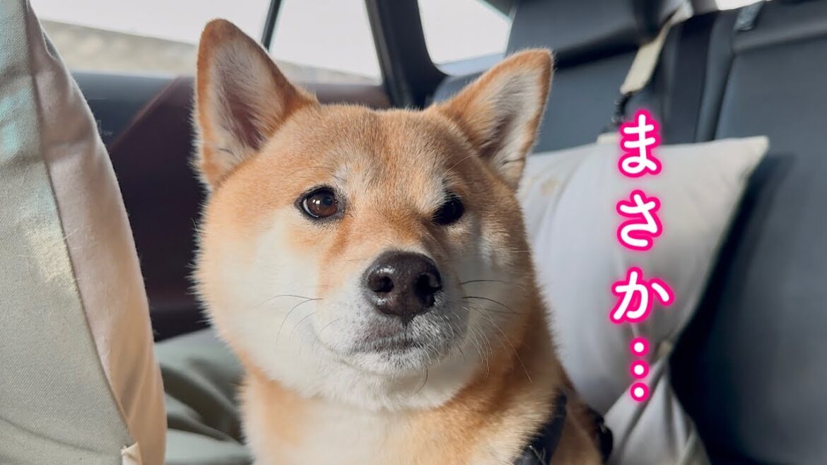 連れ出された先が病院だと知ると表情が一変する柴犬が可愛い
