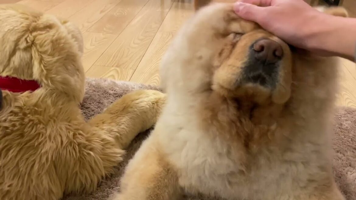 お手が可愛すぎてナデナデしチャウチャウ