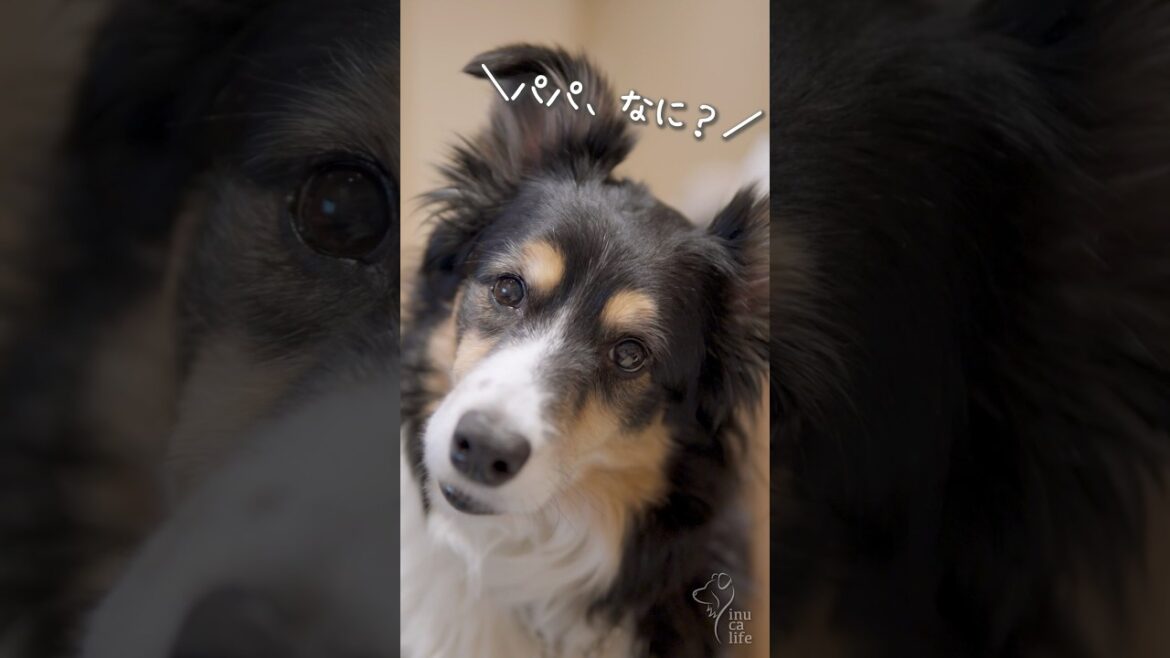 お話しを聞いてくれるボーダーコリー　#ボーダーコリー #オーストラリアンシェパード #dog
