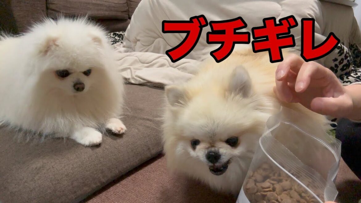 鼻の上にシワが出来るほどキレまくるポメラニアン