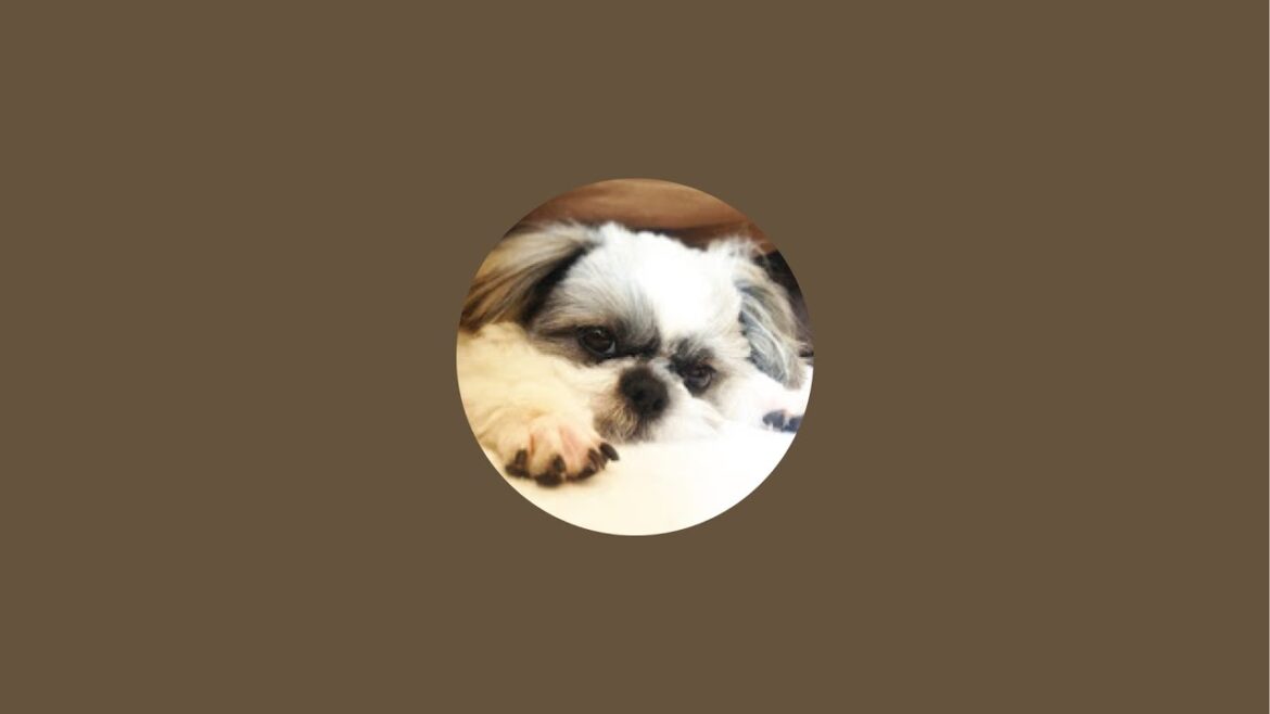 シーズーてんぽ金曜定時ライブ シーズーてんぽ金曜定時ライブ