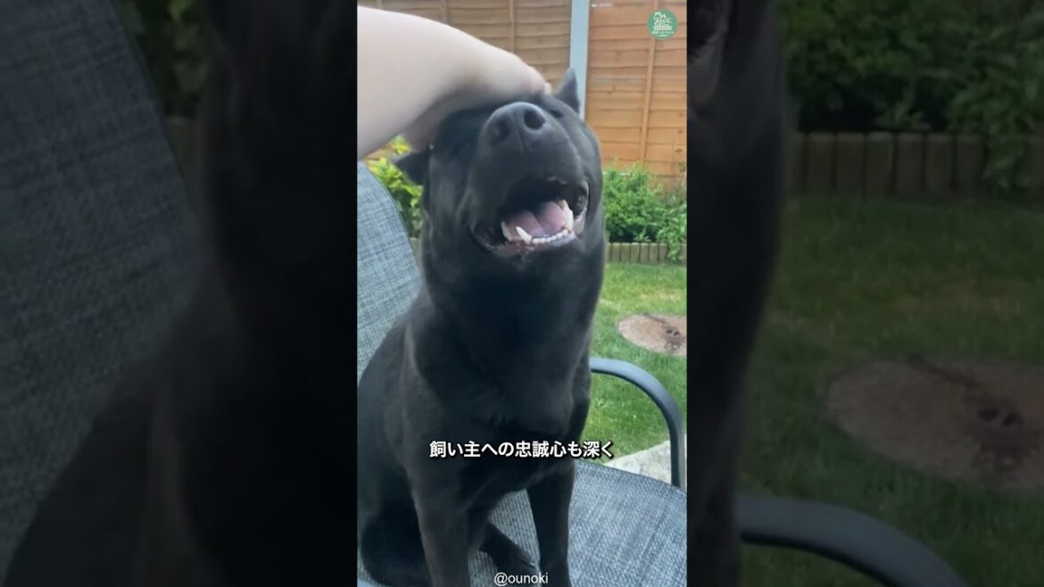 甲斐犬🐶次の動画のリクエストをコメントで教えて！ #shorts