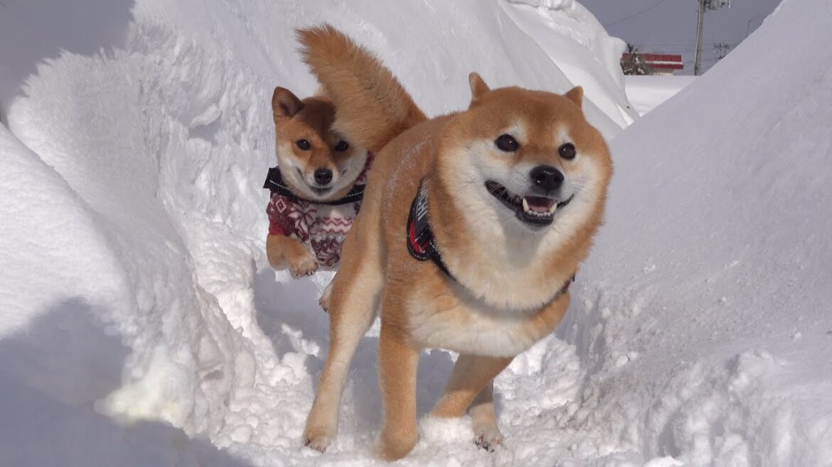 最強寒波の一瞬の隙を狙う柴犬が、これ。