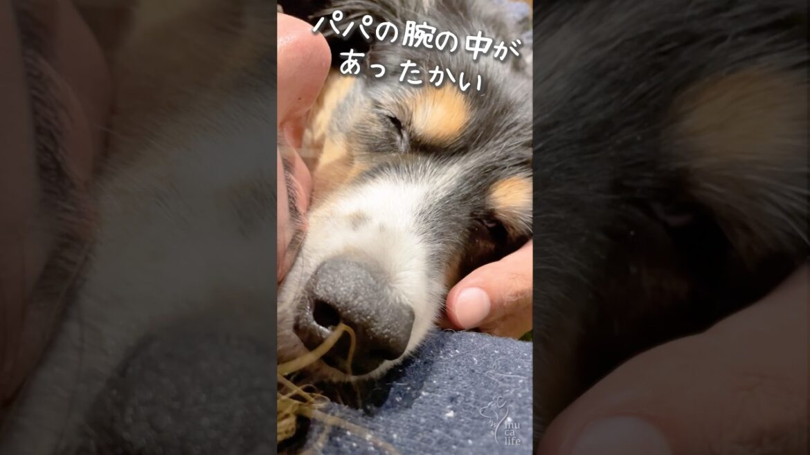 愛犬とぬくぬくできる冬が最高すぎた #オーストラリアンシェパード #ボーダーコリー