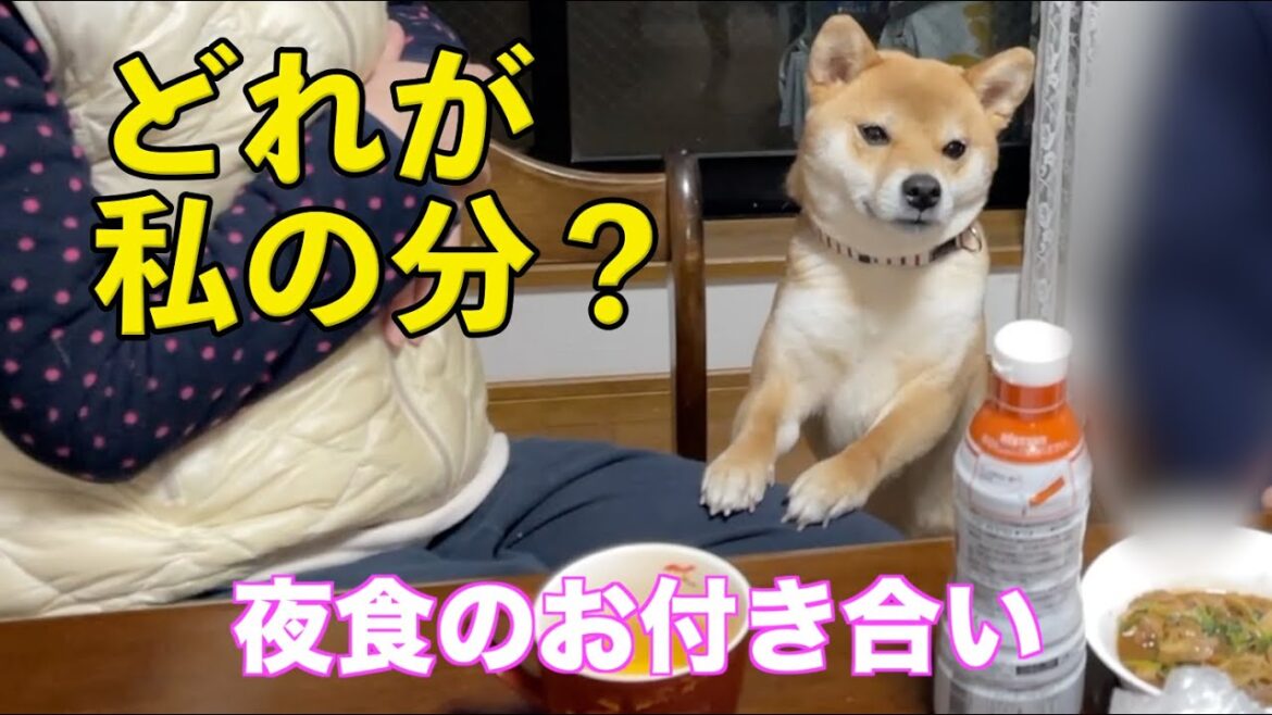 夜食のおこぼれ狙い！お兄ちゃんの塾のお迎え　柴犬小夏