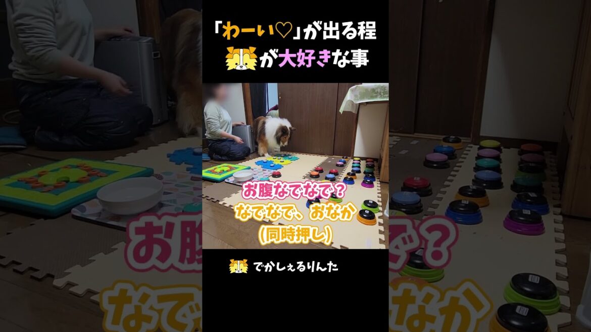 「わーい♡」が出る程シェルティが大好きな事【会話ボタンでしゃべる犬】 #shorts #dog