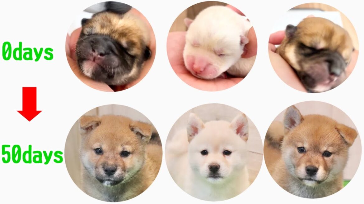 【柴犬 子犬】一気に見れる成長記録 生後0日〜50日 season 5