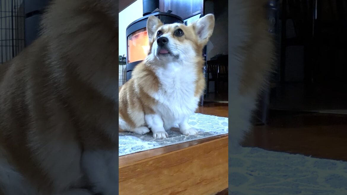 ベロをしまい忘れているコーギー / A Corgi with its tongue sticking out #コーギー #corgi #サクラ