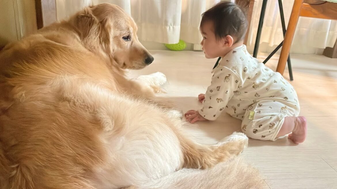 愛犬達のことが好きすぎて常に一緒にいたい赤ちゃんとまるで母親のように面倒見の良い豆柴とゴールデンレトリバー