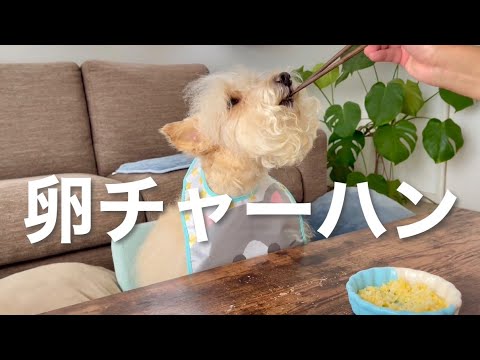 愛犬に卵チャーハン。 レイクランドテリア 愛犬に卵チャーハン。 レイクランドテリア