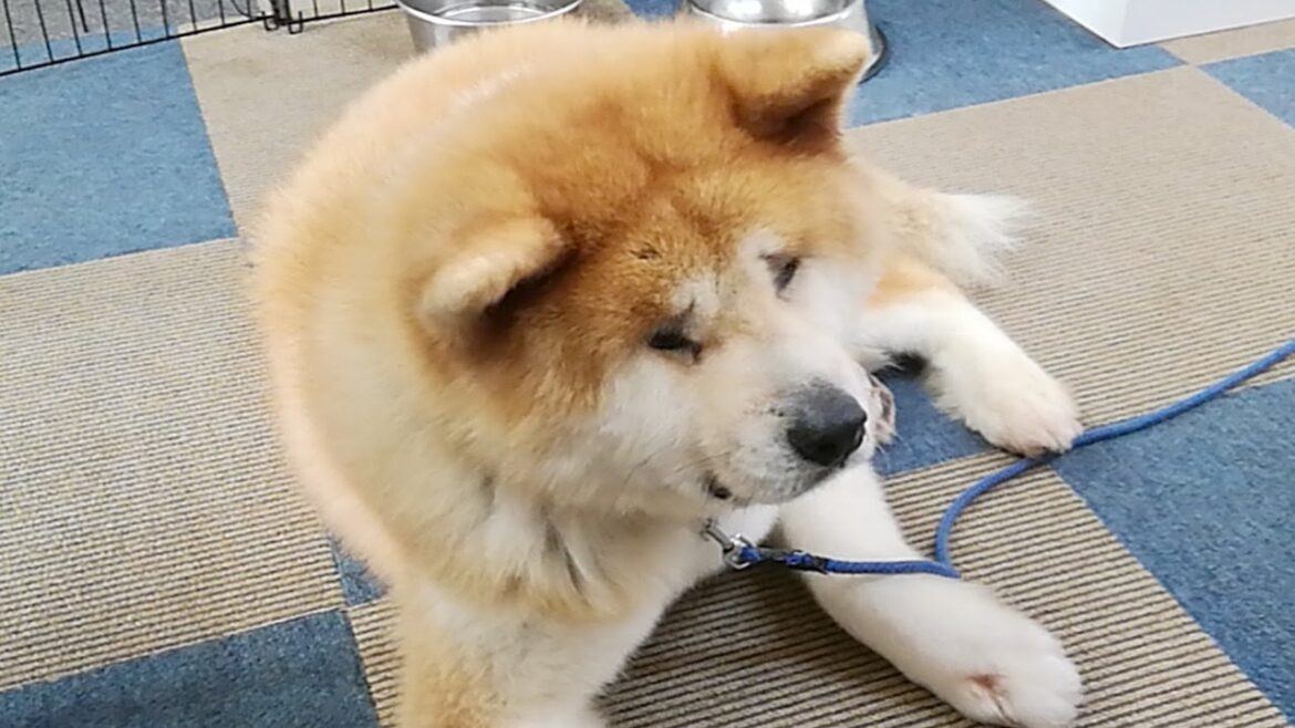 秋田犬会館配信！