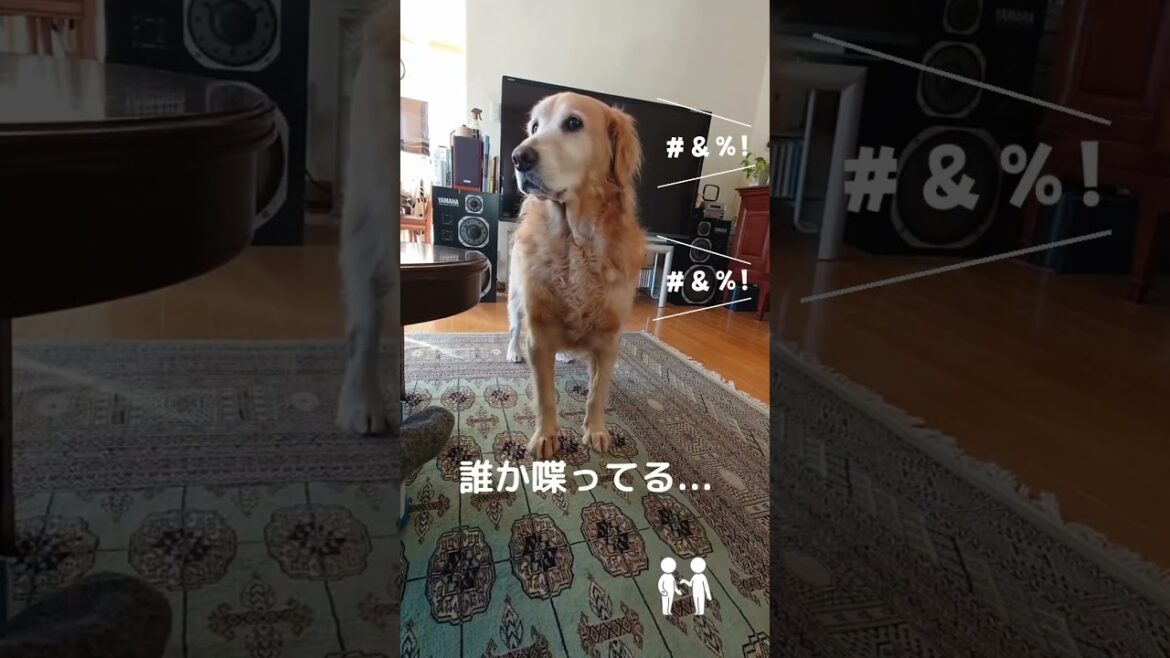 ソラもお喋り #ゴールデンレトリバー #goldenretriever  #癒し #お話し #可愛い  #大型犬#ショート動画