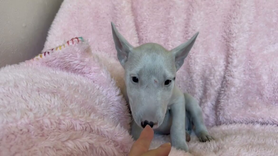 ミニチュアブルテリア とってもかわいい女の子です♡