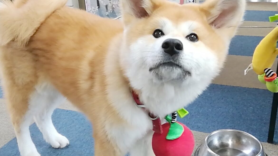 ひめちゃん配信！