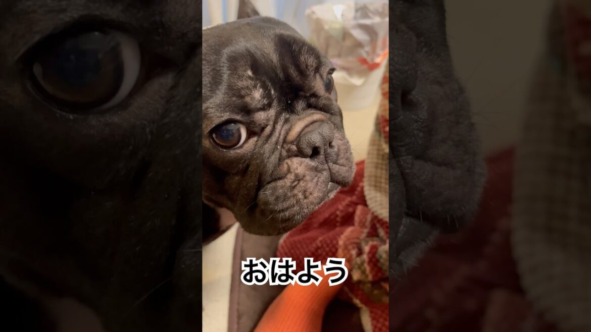 今朝の凛さんです#フレンチブルドッグ #frenchbulldog #frenchbulldoglife #frenchbulldoglover #shorts 今朝の凛さんです#フレンチブルドッグ #frenchbulldog #frenchbulldoglife #frenchbulldoglover #shorts