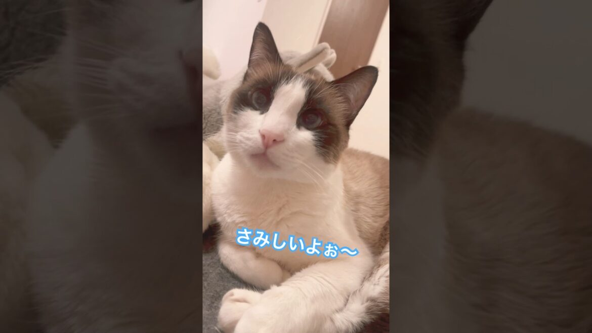 【CAT】寂しいよ #shorts #cat #cat #ねこ好きさんと繋がりたい #猫のいる生活 【CAT】寂しいよ #shorts #cat #cat #ねこ好きさんと繋がりたい #猫のいる生活