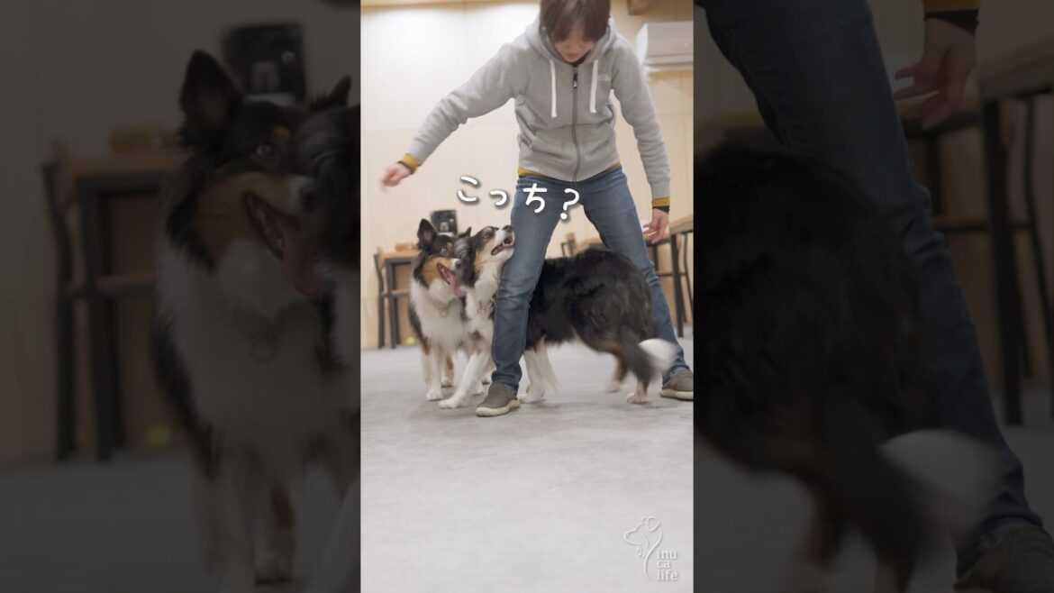 毎日のちょこっとトレーニング【ボーダーコリー・オーストラリアンシェパード】　#dog #犬との暮らし